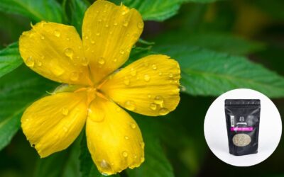 Damiana: Prirodna potpora opuštanju i blagostanju
